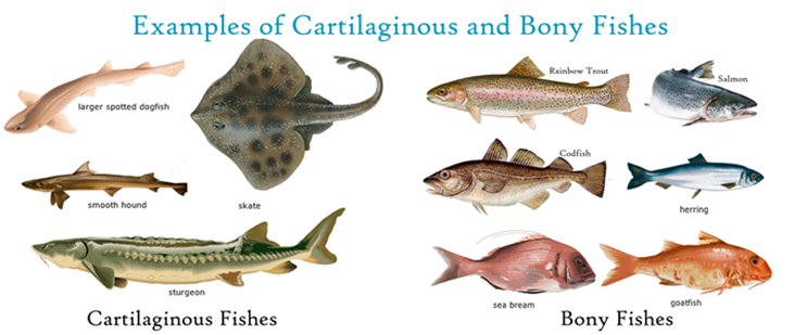 Types of Fishes
