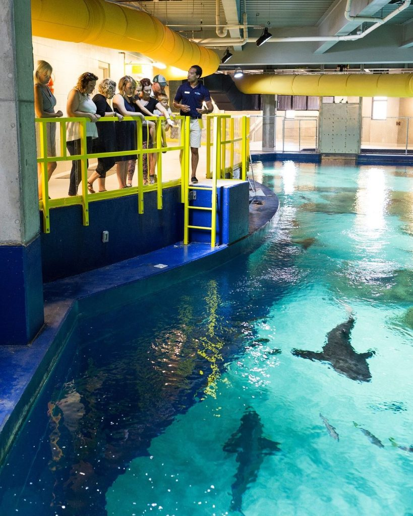 Shark Training Everything About Fishes — Sharks